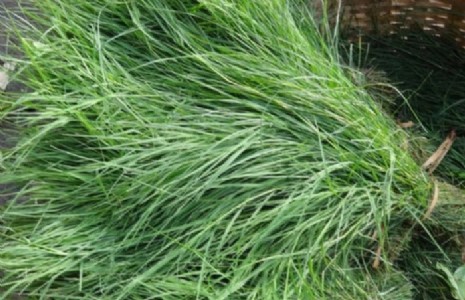 आरोग्यदायी दूर्वा